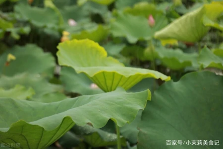 端午节，农村常见的15种“树叶”都能包粽子，味道清新，涨知识了-怎样用一片叶子包粽子